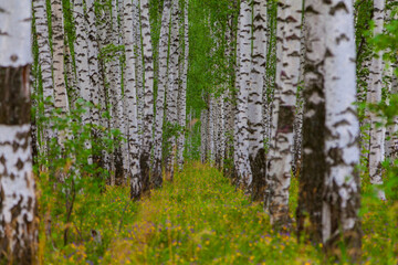 Snow-white birches stand in rows stretching into the distance in the forest