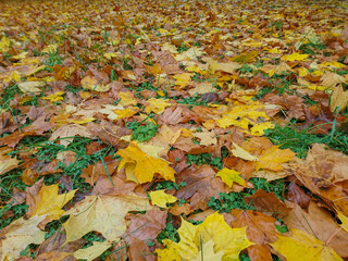 Fallen maple leaves on the grass. Mobile photo