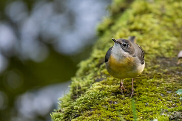 Motacilla cinerea - Grey Wagtail