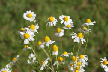 Camomila, manzanilla - Matricaria recutita