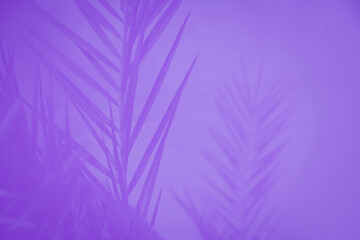 Obraz premium Violet palm tree leaves on the light violet background