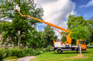 Baumrückschnitt in öffentlichem Park mit Hubsteiger – Tree pruning in a public park with a lifting platform