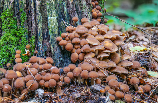 Der Pilz Rauchbl&auml;ttriger Schwefelkopf (HYPHOLOMA CAPNOIDES) an einem Baumstumpf