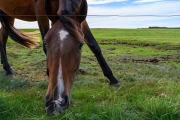Horse near Nebel on Amrum island (Schleswig-Holstein, Germany)