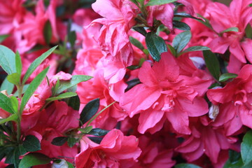 pink flowers in the garden