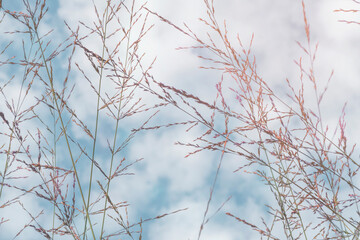 Grass against blue sky with white clouds on sunny day. Background image.