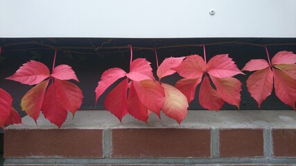 Weinranke im Herbst an Hauswand
