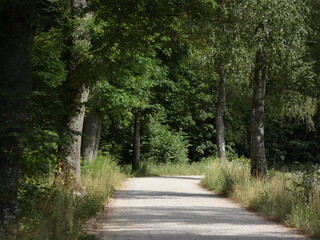 Forest road surrounded by green trees, Mazury province, Poland