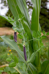 Outdoor permaculture garden with companion planting of Corn and Green beans plants.