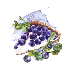 Blueberry. Watercolor botanical illustration. Hand drawn watercolor painting blueberry on white background.