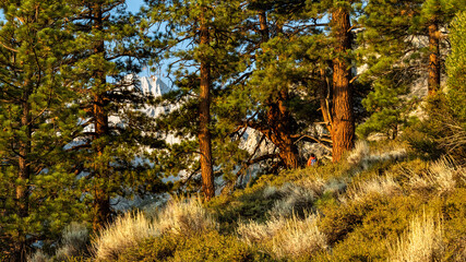 Hiker disappears into trees and bushes