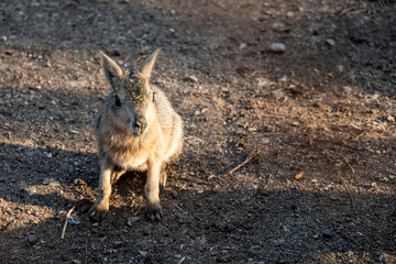 Naklejka premium A baby wild patagonian mara at sunset resting in one position. Cute picture of a baby Patagonian mara.