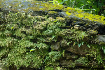 A bright green moss growing on a wall made of old stones