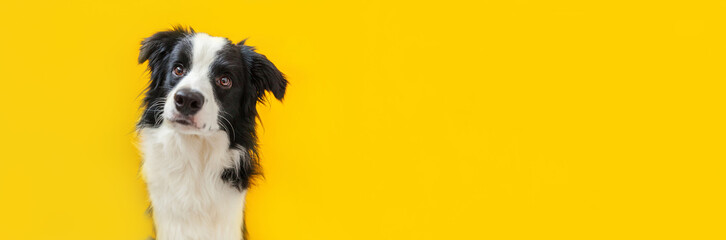 Obraz na płótnie Canvas Funny studio portrait of cute smiling puppy dog border collie isolated on yellow background. New lovely member of family little dog gazing and waiting for reward. Pet care and animals concept Banner