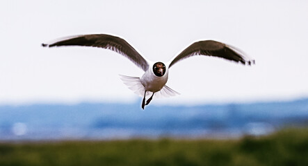 seagull in flight