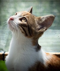 GATO 