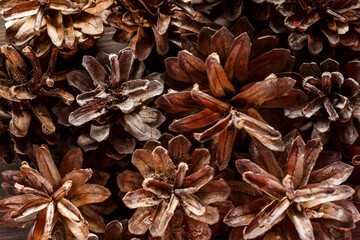 Pine cones on wooden background.Rustic natural wooden background with pine cones