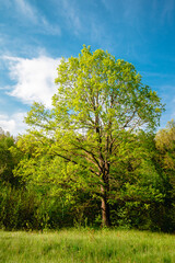 Fototapeta na wymiar landscape beautiful tree in summer