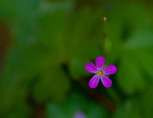 Bonita flor morada en el jardin