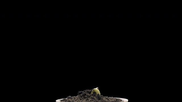 Bean growth time lapse on alpha background prores 444