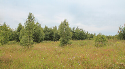 A field overgrown with trees.