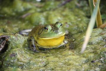 frog in the water