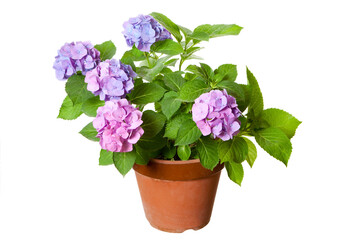 紫陽花の鉢植え