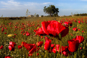 Red poppy field, red poppies in Beysehir/Konya