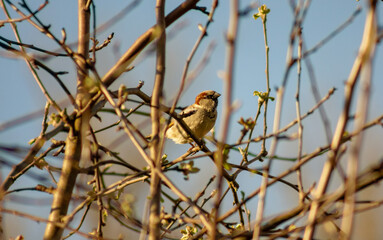 sparrow on a branch