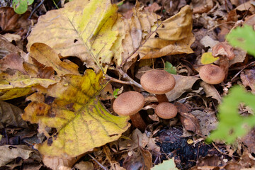 Armillaria. Autumn mushrooms grown under fallen leaves under an