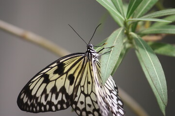 butterfly on a leaf