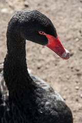 Obraz premium A wild black goose swan with a red beak. A beige ground dirt in the background.