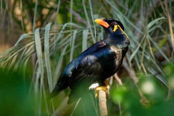 Common hill myna - Gracula religiosa, mynah or hill myna or myna bird, commonly seen in aviculture, member of starling family Sturnidae, hill regions of South Asia and Southeast Asia