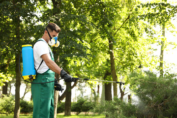 Worker spraying pesticide onto green bush outdoors. Pest control