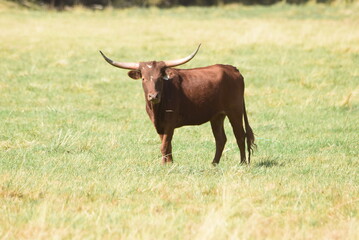 Bull in field