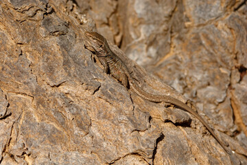 Naklejka na ściany i meble Gallotia galloti - Gallots lizard, Tenerife lizard or Western Canaries lizard is a species of lacertid wall lizard in the genus Gallotia found on the Canary Islands of Tenerife and La Palma