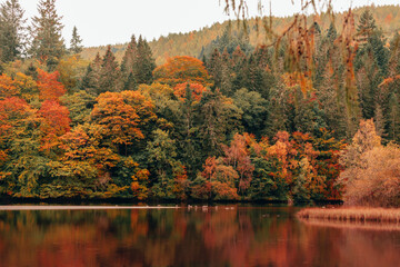 autumn in the forest