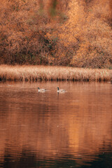 swan on the lake