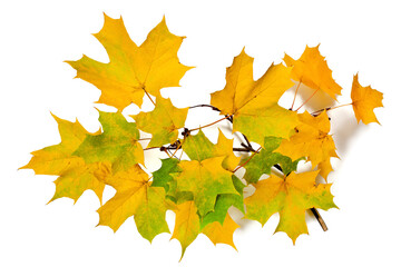 Autumn branch with yellow maple leaves isolated on a white background.