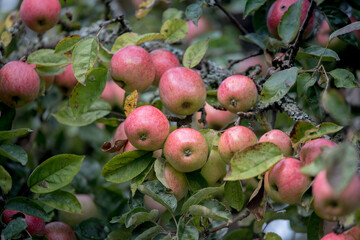Red ripe apples on the branch. Farm for growing apples.