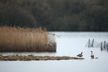 Geese at a nature reserve