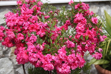 pink flowers in a garden