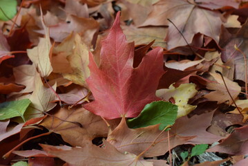 Close-up Maple leaf on the ground. 