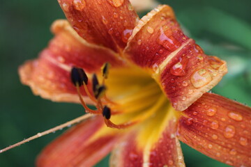 close up of a flower