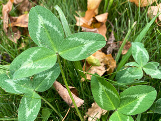 Green clover with three leaves, green grass, sunny weather