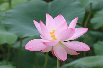 South Korea, Lotus, Semiwon, Yangpyung, 양평 세미원, 연꽃