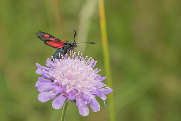 Five Spot Burnet on small scabious plant about to take flight.