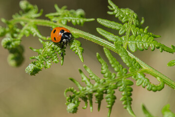 Obraz premium Ladybird on green fern