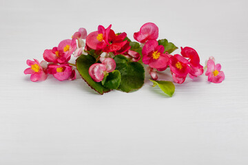 Delicate pink begonia flowers. Floral holiday composition with spring flowers on a white background. copy space