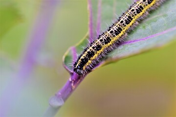 Cabbage caterpillar on a green eaten cabbage leaf